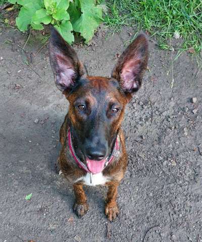 Zeigt mir eure Schäferhund Mischlinge :-)-Beitrag-Bild