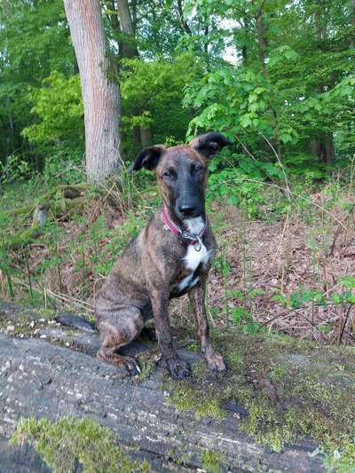 Wo sind die Jack und Parson Russell Terrier?-Beitrag-Bild