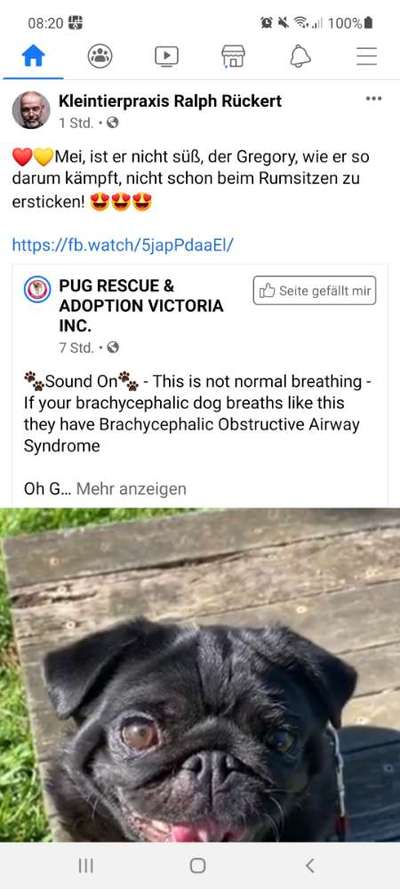 Brachycephale Hunderassen-Beitrag-Bild