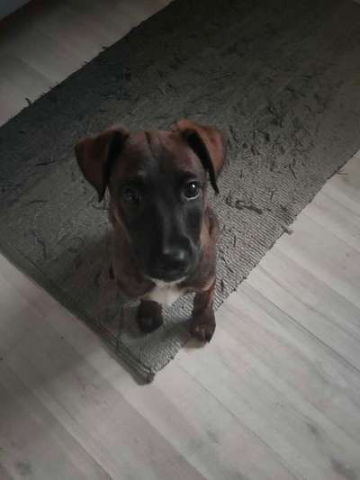 Welpen Bilder !-Beitrag-Bild