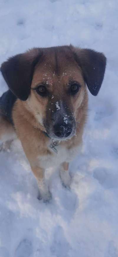 Dogorama Photo Challenge - Winterstimmung-Beitrag-Bild