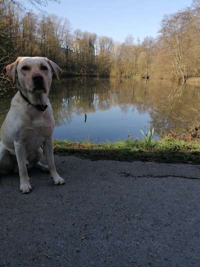 Hundetreffen-Gassirunden-Bild