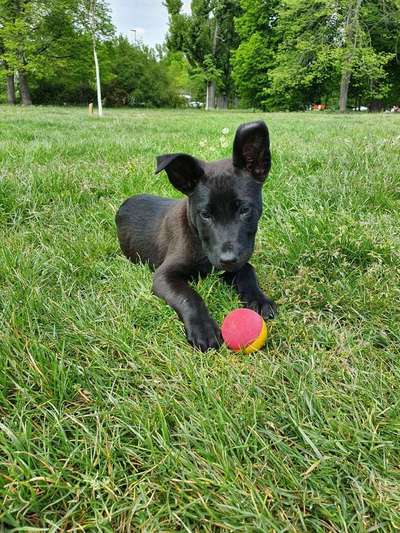 Welpen Bilder !-Beitrag-Bild