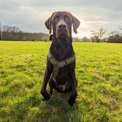 Hundetreffen-Trainingspartner Begegnungstraining-Bild