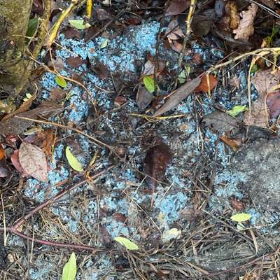 Giftköder-Eventuell giftig?-Bild