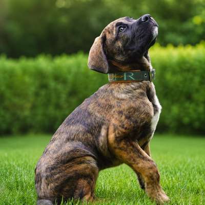 Hundetreffen-🐾 Gemeinsame Spaziergänge & Alltagstraining in Kleve 🐾-Bild