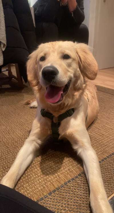 Hundetreffen-Treffen zum üben / spielen / Spazieren-Bild