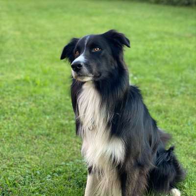Hundetreffen-Neu Thüringer Wald 🌳