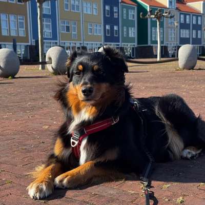 Hundetreffen-Struktur statt Spiel - entspannte Hundetreffen gesucht-Bild