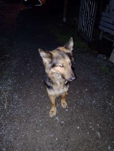 Hundetreffen-Hundetreff in Wilthen-Bild