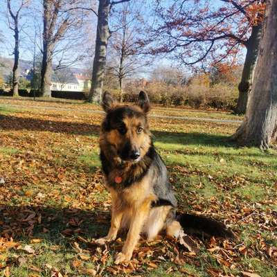 Hundetreffen-Gassi- Spielrunde-Bild