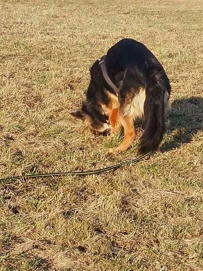 Welchen Hund hast du?-Beitrag-Bild