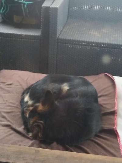 Schäferhund-Fans?-Beitrag-Bild