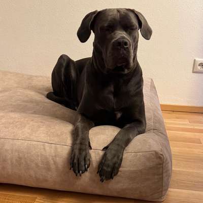 Suchmeldung-Rosi-Bild