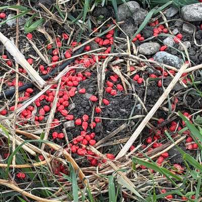 Giftköder-Giftköder Rattengift-Bild