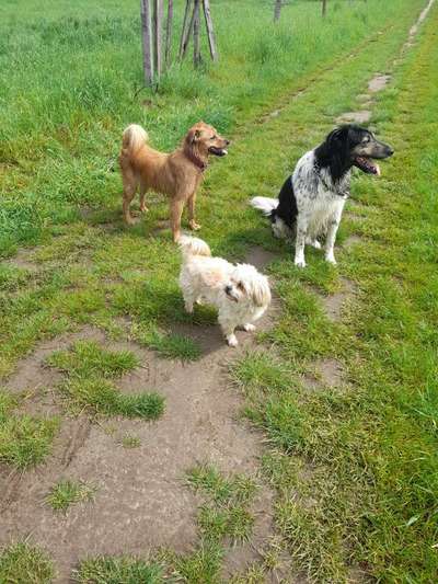 Hundetreffen-Gassirunde/Spielgruppe-Bild