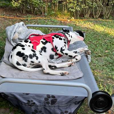 Hund liegt immer auf mir-Beitrag-Bild