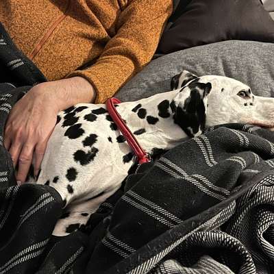 Hund liegt immer auf mir-Beitrag-Bild