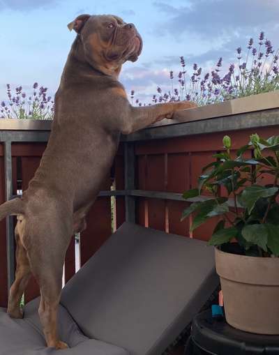 Olde English Bulldogge-Beitrag-Bild