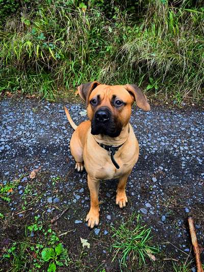 Seltene Rassen!-Beitrag-Bild