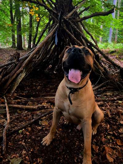 Presa Canario-Beitrag-Bild