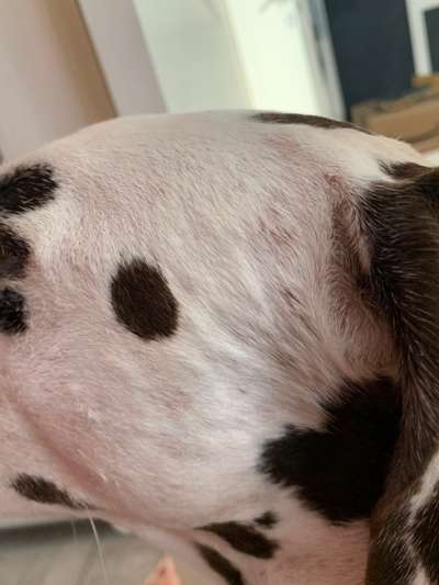 Hund hat Ausschlag-Beitrag-Bild