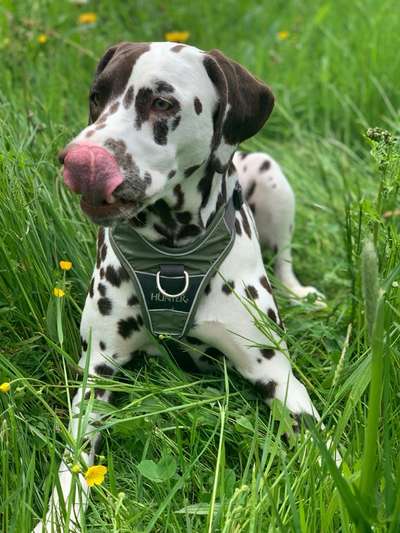 Fotochallenge Nr. 59 - Mein Hund zeigt die Zunge-Beitrag-Bild