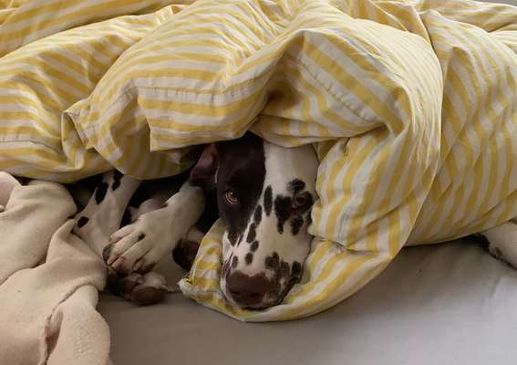 Gemeinsames Kuscheln im Bett!-Beitrag-Bild