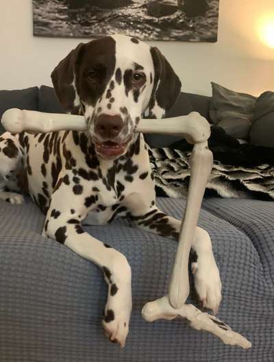 Hunde Memes-Beitrag-Bild