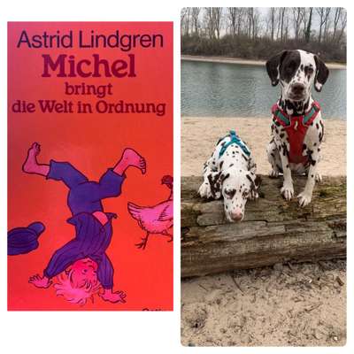 Wie heißt dein Hund?-Beitrag-Bild