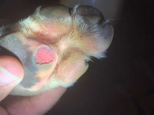 Radfahren mit Hund-Beitrag-Bild