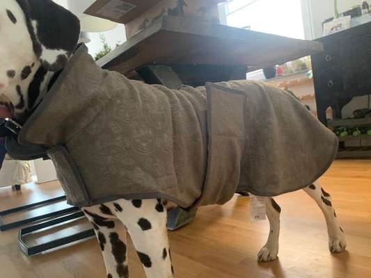 Hundekleidung - Top oder Flop-Beitrag-Bild