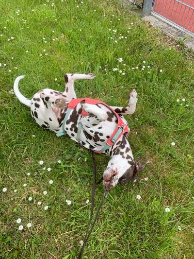 Challenge – Gassi & Clean-Beitrag-Bild