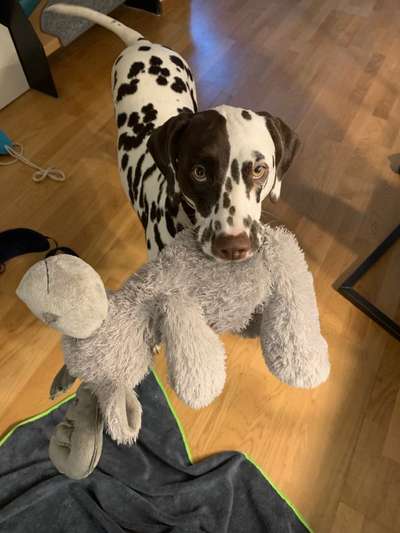 Dogorama Photo Challenge - Hundeblick zum hinschmelzen-Beitrag-Bild