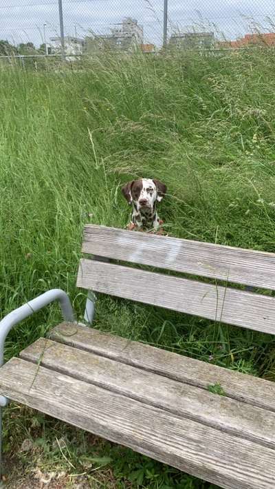 Challenge – Gassi & Clean-Beitrag-Bild