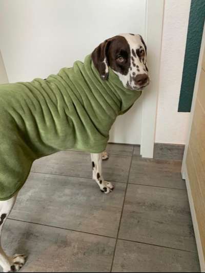 Hundekleidung - Top oder Flop-Beitrag-Bild