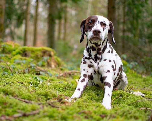 "Die eingefangene Magie des Augenblicks"-Beitrag-Bild