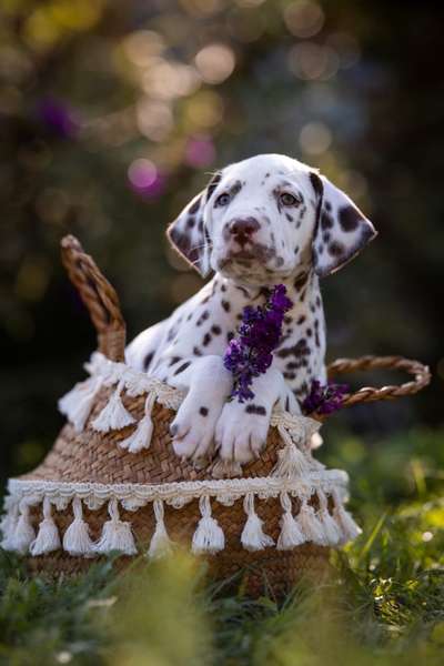 Welche Rasse kann man noch mit guten Gewissen kaufen?-Beitrag-Bild