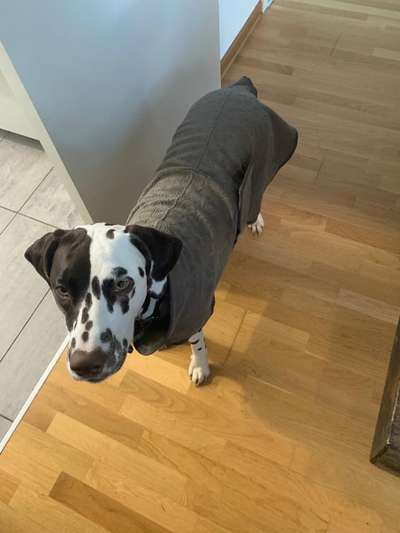 Hundekleidung - Top oder Flop-Beitrag-Bild