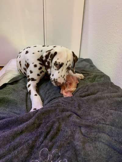 Zeigt her Eure Futternäpfe-Beitrag-Bild