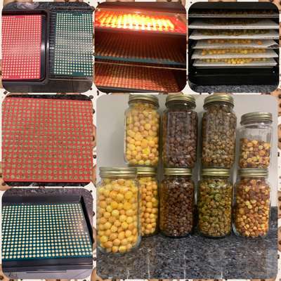 Heute gibt es.....der "ich mach die Leckerlis-Selber-Thread"-Beitrag-Bild