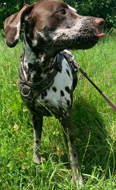 12. Farben Foto Challenge --- Braun-Beitrag-Bild