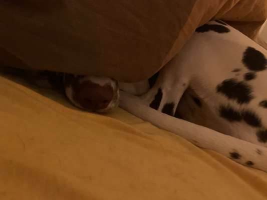 Darf der Hund bei Euch im Bett schlafen?-Beitrag-Bild