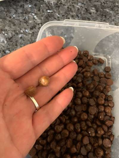 Heute gibt es.....der "ich mach die Leckerlis-Selber-Thread"-Beitrag-Bild