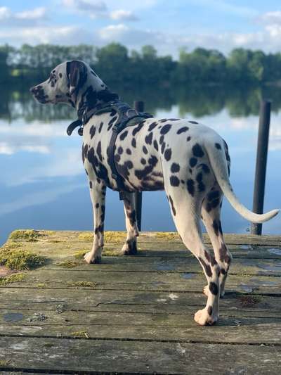 Die Dogorama Kalender Challenge Titelbild-Beitrag-Bild