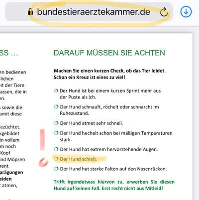 Brachycephale Hunderassen-Beitrag-Bild