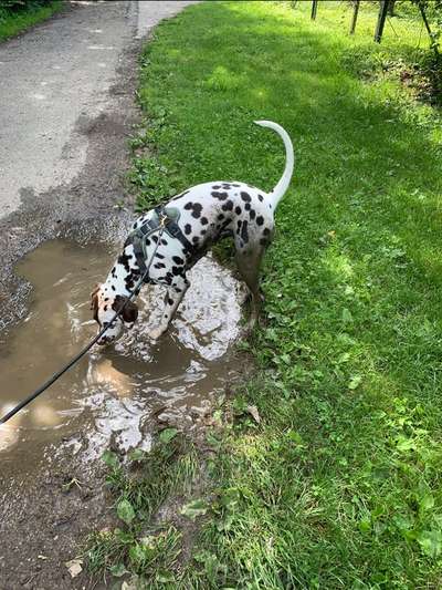 dirty Dog-Beitrag-Bild