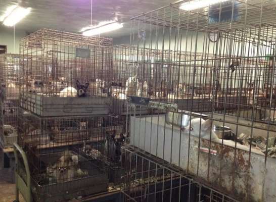 Wieso die Zucht der richtige Weg für mich war?-Beitrag-Bild