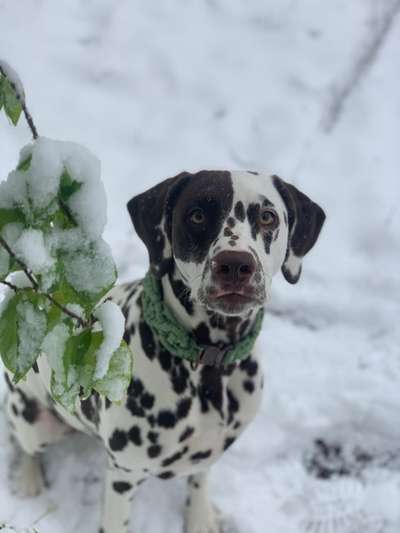 Handyfoto Challange  - Winter,Schnee-Beitrag-Bild