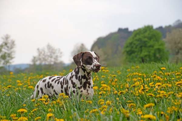 9.Farben-Fotochallenge            Gelb-Beitrag-Bild